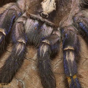 Poecilotheria-metallica66.jpg