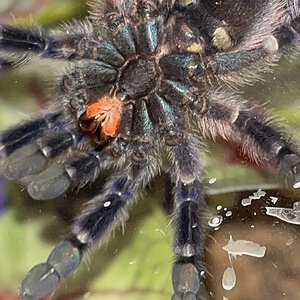 C. Versicolor Juvenile