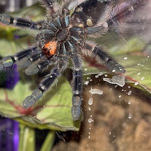 C. Versicolor Juvenile