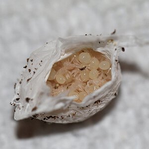 Dwarf sac