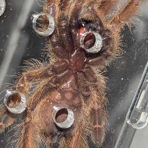 Stromatopelma calceatum 2,5-3cm