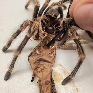 G. Pulchripes - First Time Sexing a Molt