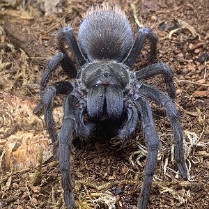 Aphonopelma marxi