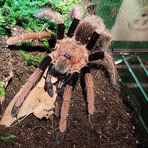 Sericopelma sp Santa Catalina