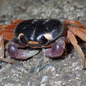 Gecarcinus quadratus in situ