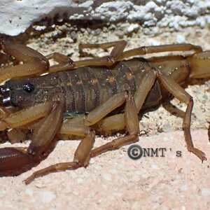 Centruroides (?) scorpion in situ - Costa Rica