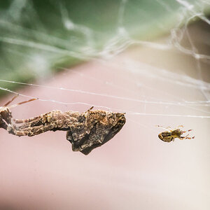 Uloborus plumipes