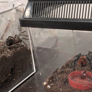 Team Grammostola enjoying a warm spring day