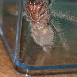 2" Lasiodora Parahybana