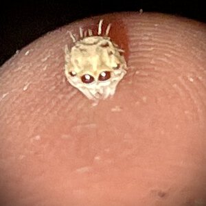 1st molt hat From Plexippoides flavescens
