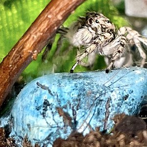 Watching from behind his favorite branch