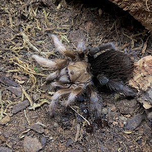 Aphonopelma sp. “Diamondback”