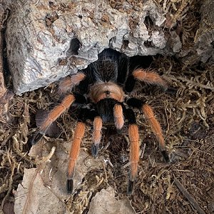 Aphonopelma bicoloratum