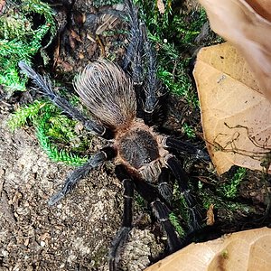 MM Pseudhapalopus sp Columbia