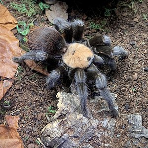 Brachypelma albiceps