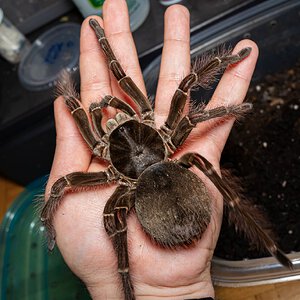 Female T. blondi - 2 to 2.5 years