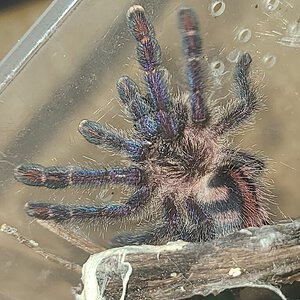Y. Diversipes juvie