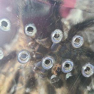 C. Versicolor juvie