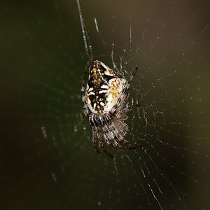 Cyclosa from Turkey