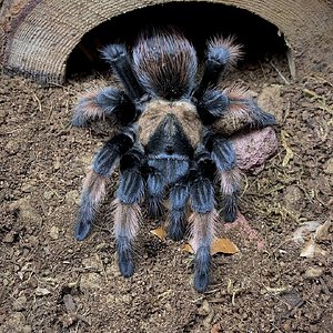 Brachypelma emilia