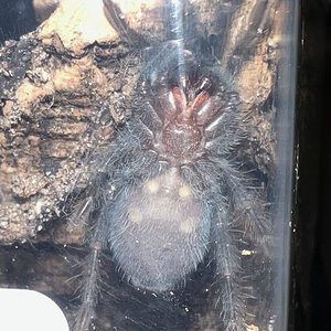 M/F? Phormictopus Atrichomatus