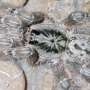 0.1. ♀️ Heteroscodra Maculata L6/L7