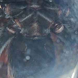 boehmei.jpg