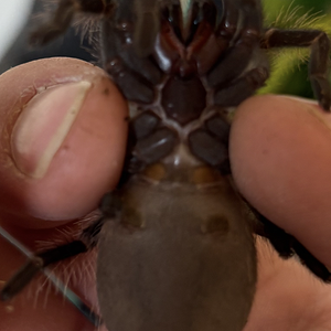 Lasiodora parahybana M/F