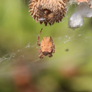 Tropical Tent-web Spider Cyrtophora citricola female with pale orange coloration