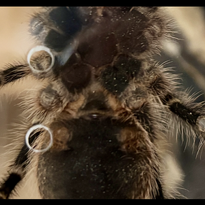 Grammostola pulchripes