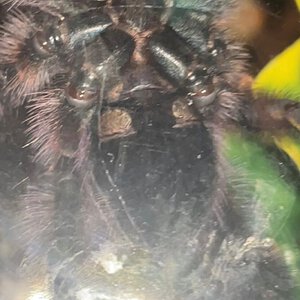 3" C. versicolor