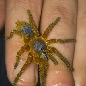 Mature Female Hon Sej 1