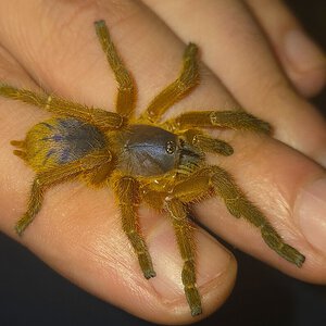 Mature Female Hon Sej 2