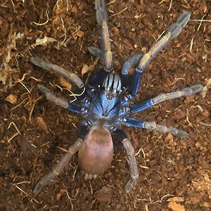 Cilantica devamatha unsexed juvenile