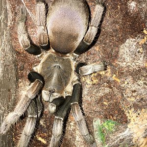 IMG_1365 hirsutus.JPG