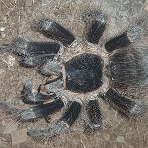 Namaari