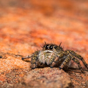 Phidippus texanus