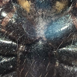 C. Versicolor 9-10th molt