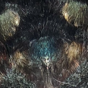 C. Versicolor 9-10th molt