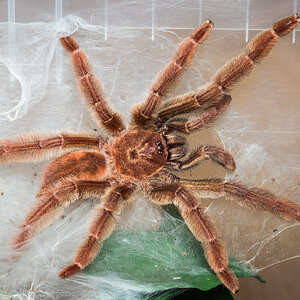 Psalmopoeus ecclesiasticus