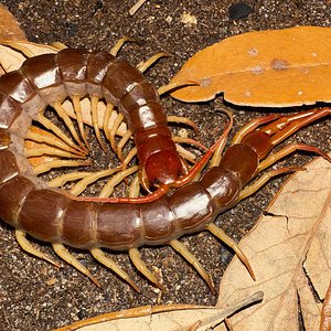 6” Scolopendra dehaani “Thai Flame” (Thai Giant Centipede)