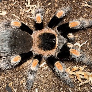 4” Male Brachypelma hamorii (Mexican Red Knee Tarantula)
