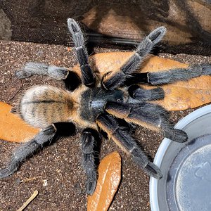 3.5” Female Ornithoctonus aureotibialis (Thai Golden Fringe Tarantula)