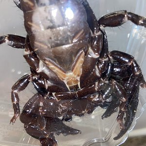 P. imperator sex?