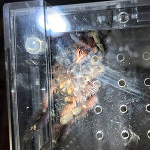 3" versicolor.jpg
