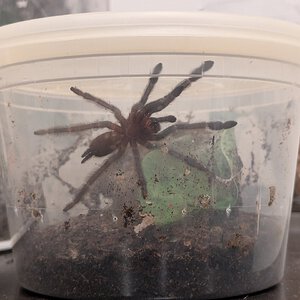 T3 hits #1 on the "overdue for a rehouse" list