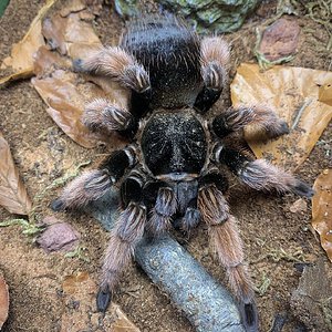 Brachypelma klaasi
