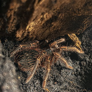 Juvenile female Acanthoscurria simoensi
