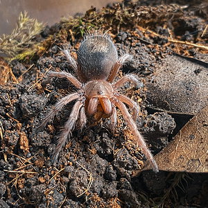 G. rosea sling