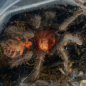 Davus pentaloris sling